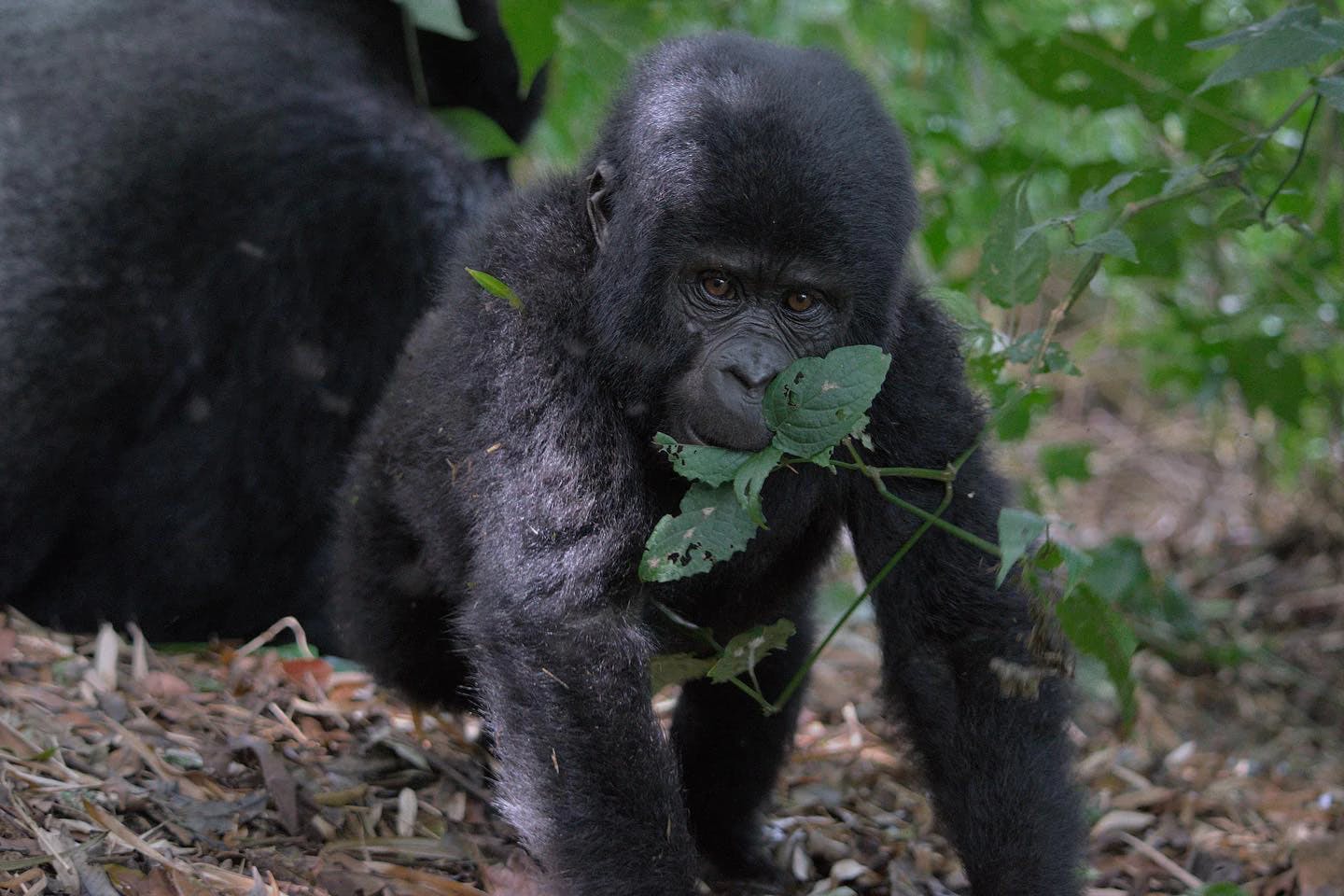 A baby gorilla plays in Uganda. Courtesy of Alyssa Rinelli